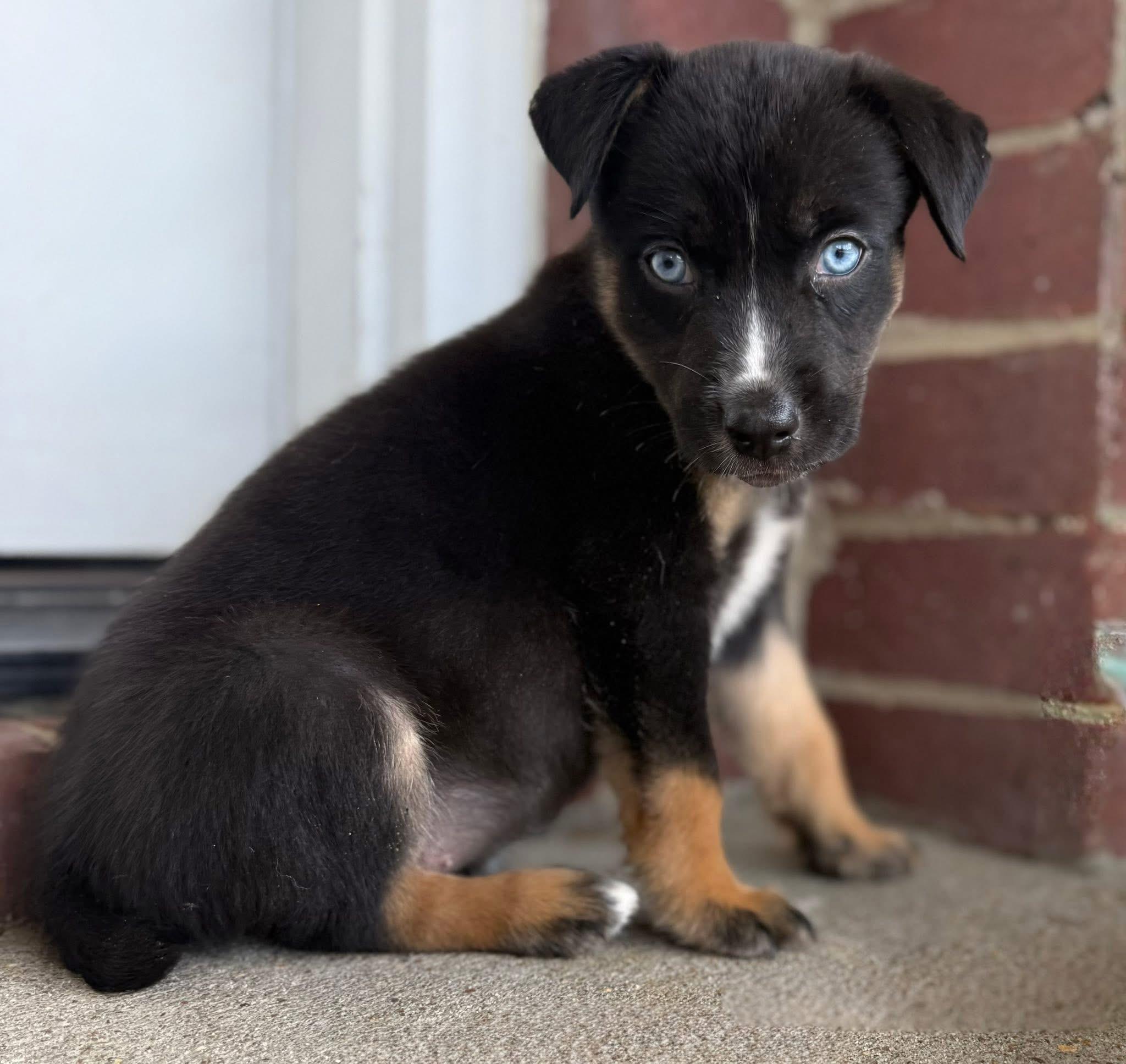 Indy, Baby Female unknown