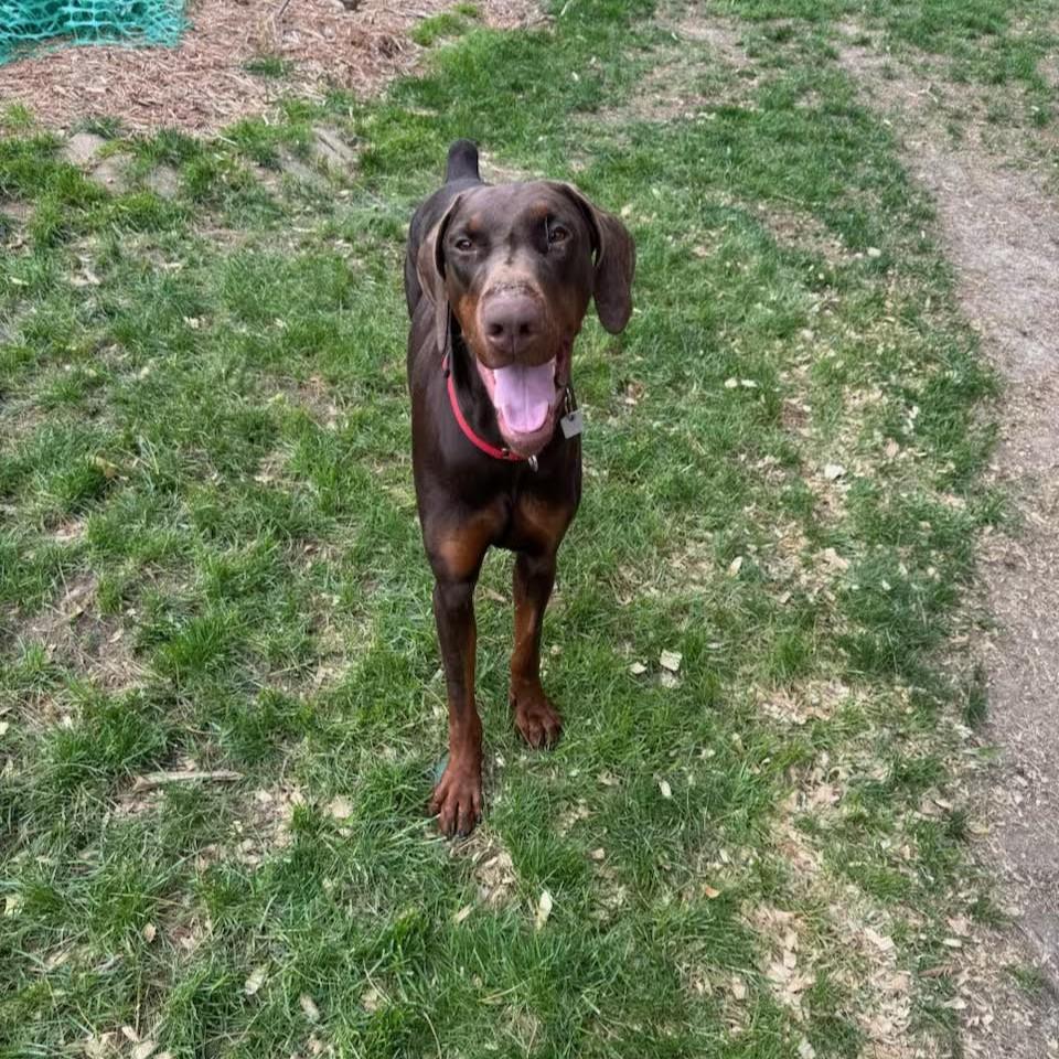 Ruby, ADOPTABLE, Young Female Doberman Pinscher.