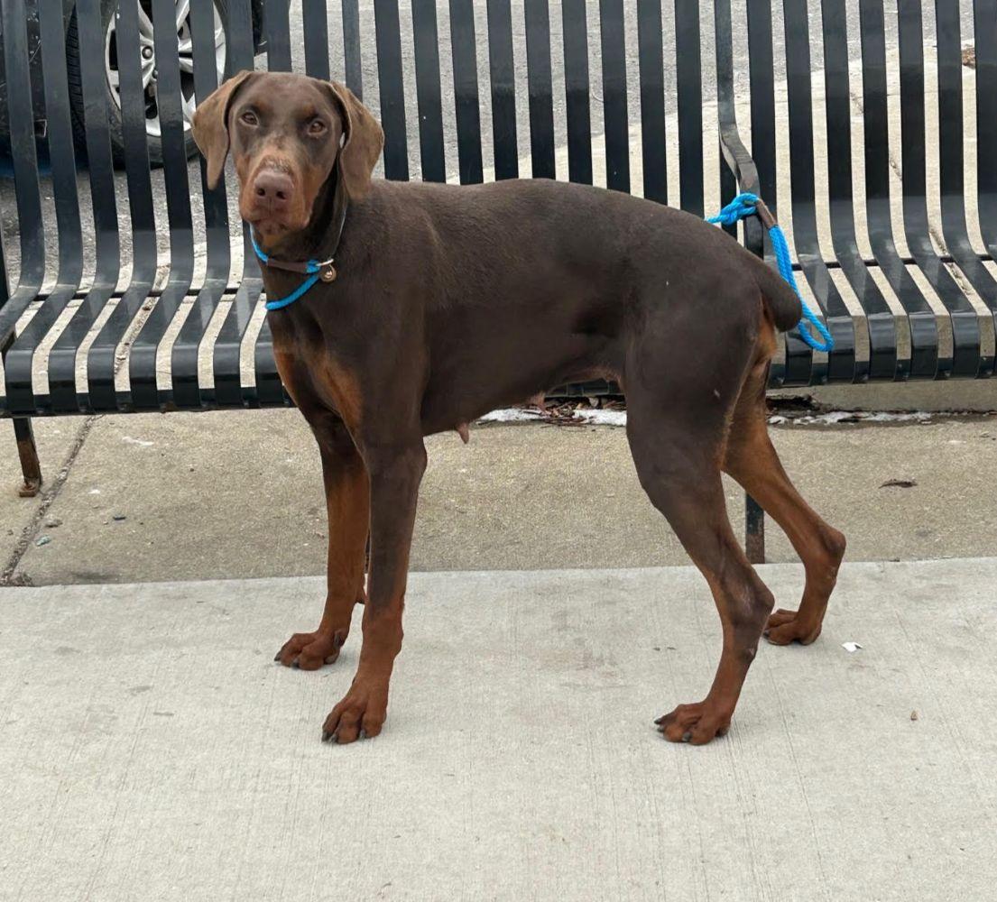 Enlarge Ruby, a ADOPTABLE Doberman Pinscher in Barrington, IL image 4/5