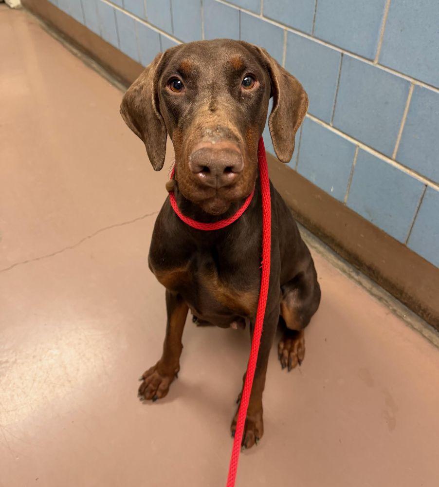 Enlarge Ruby, a ADOPTABLE Doberman Pinscher in Barrington, IL image 3/5
