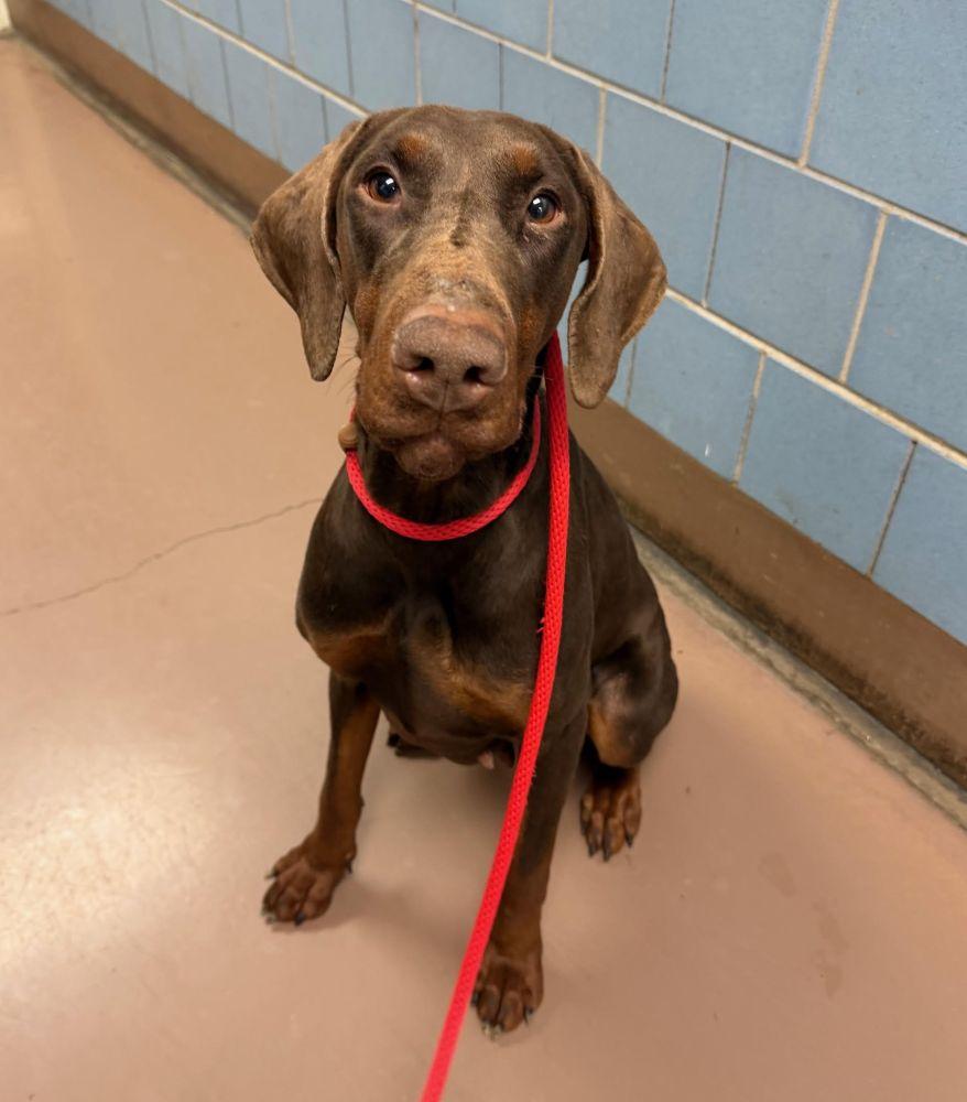 Enlarge Ruby, a ADOPTABLE Doberman Pinscher in Barrington, IL image 1/5