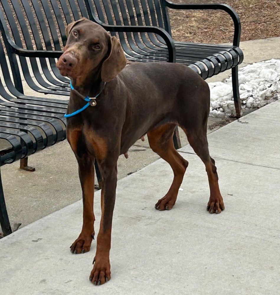 Enlarge Ruby, a ADOPTABLE Doberman Pinscher in Barrington, IL image 2/5