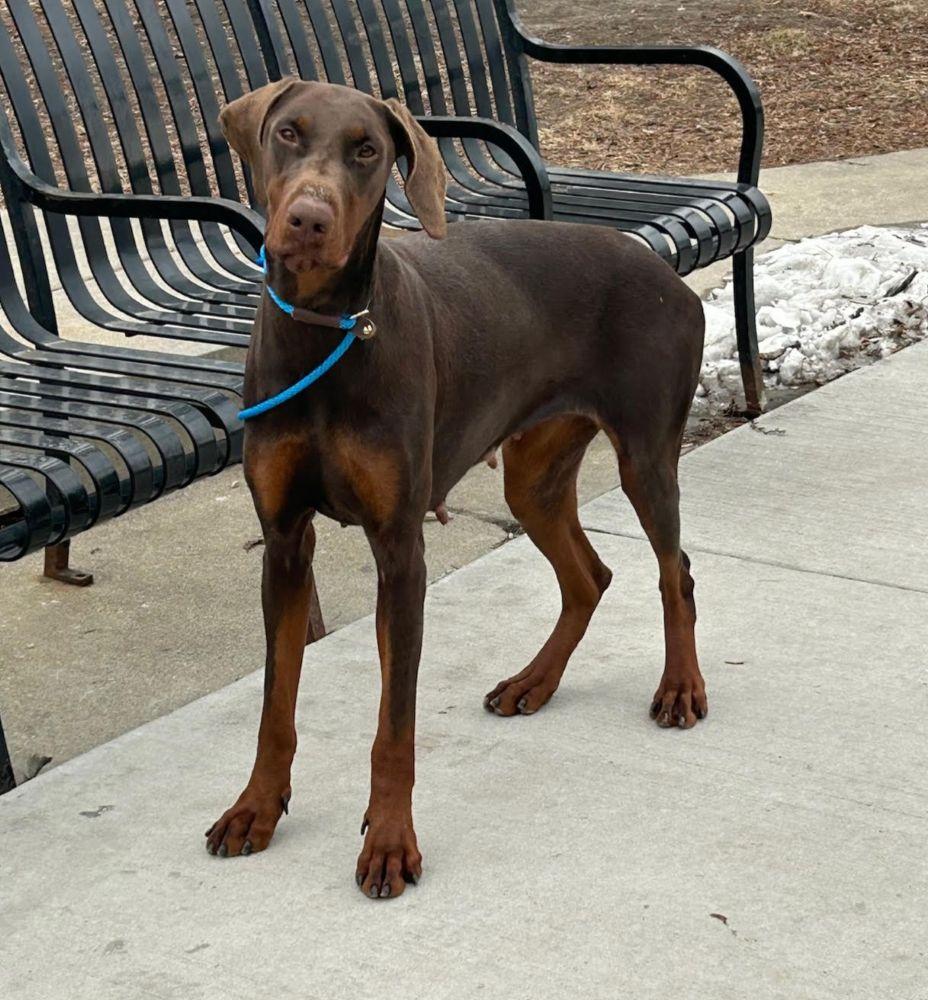Enlarge Ruby, a ADOPTABLE Doberman Pinscher in Barrington, IL image 5/5