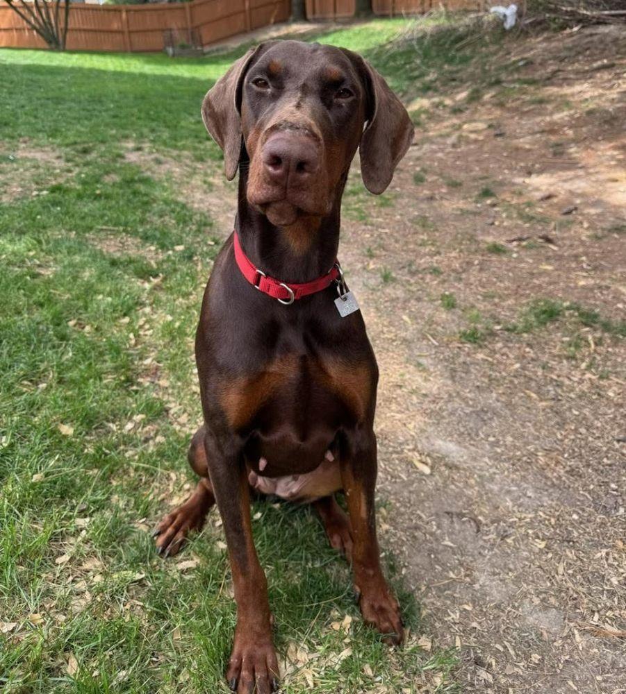 Enlarge Ruby, a ADOPTABLE Doberman Pinscher in Barrington, IL image 2/5