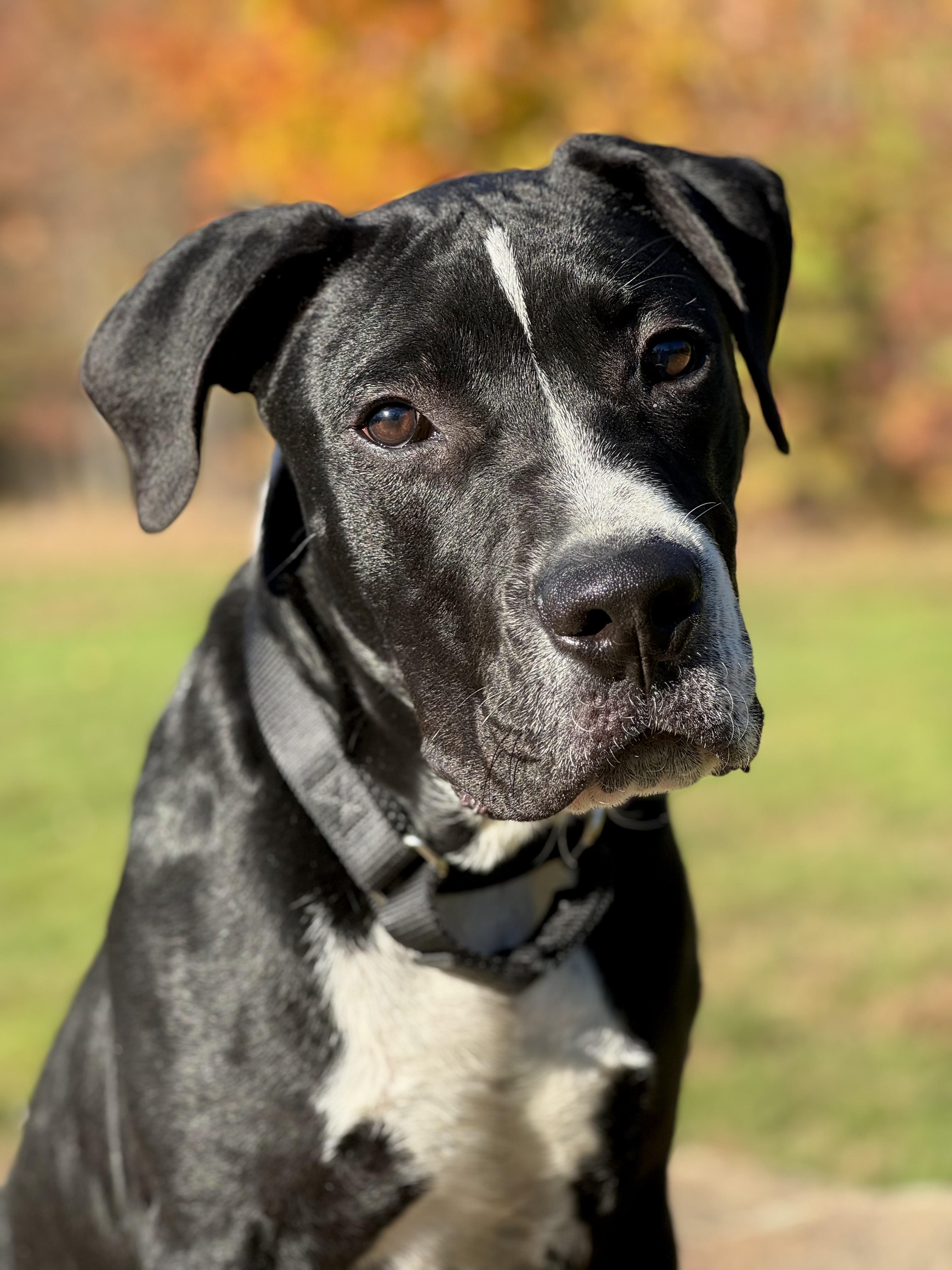 Freddie, Adoptable, Puppy Male Pit Bull Terrier.
