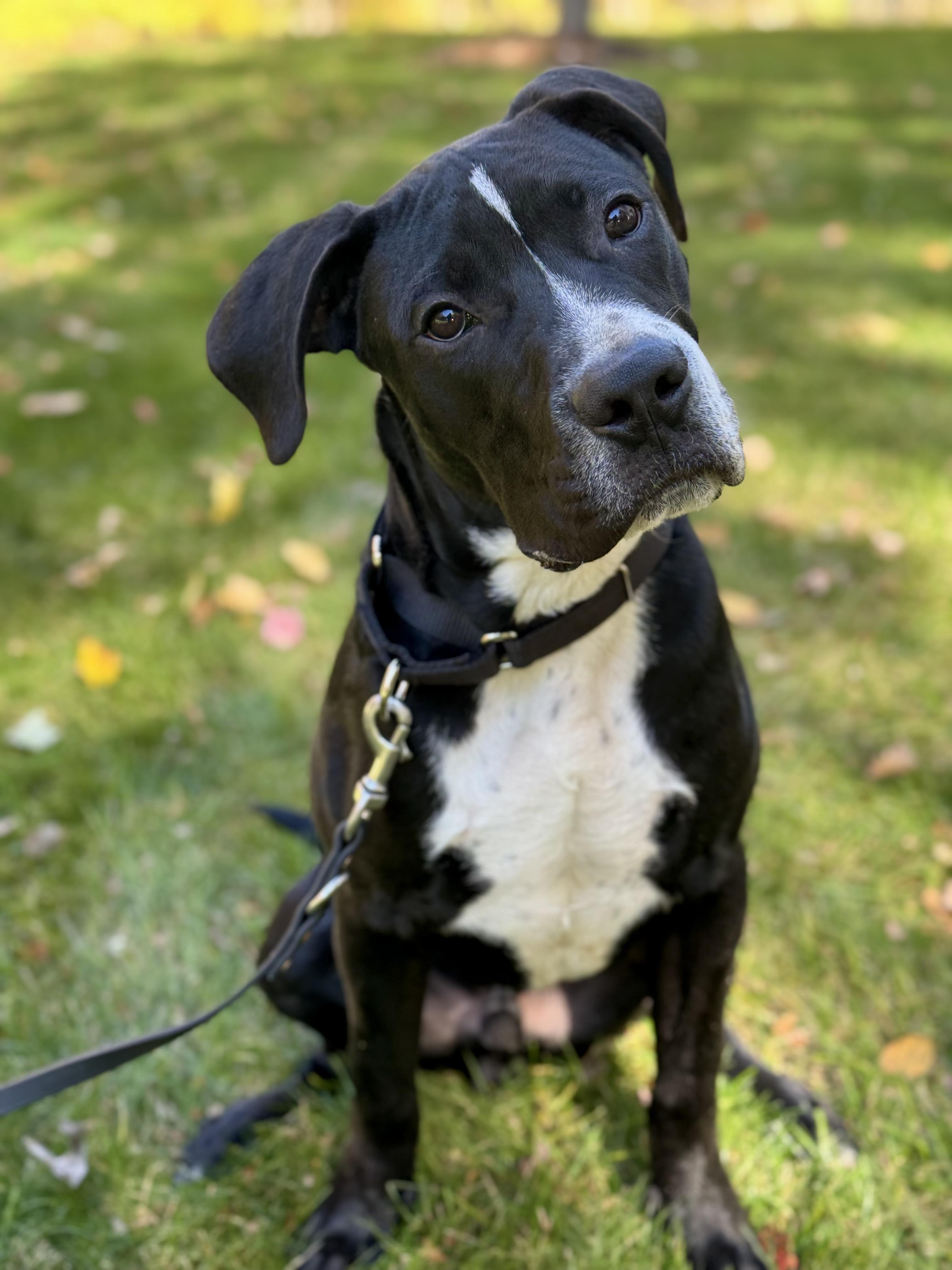 Freddie, a Adoptable mixed breed in Nutting Lake, MA image 2/5