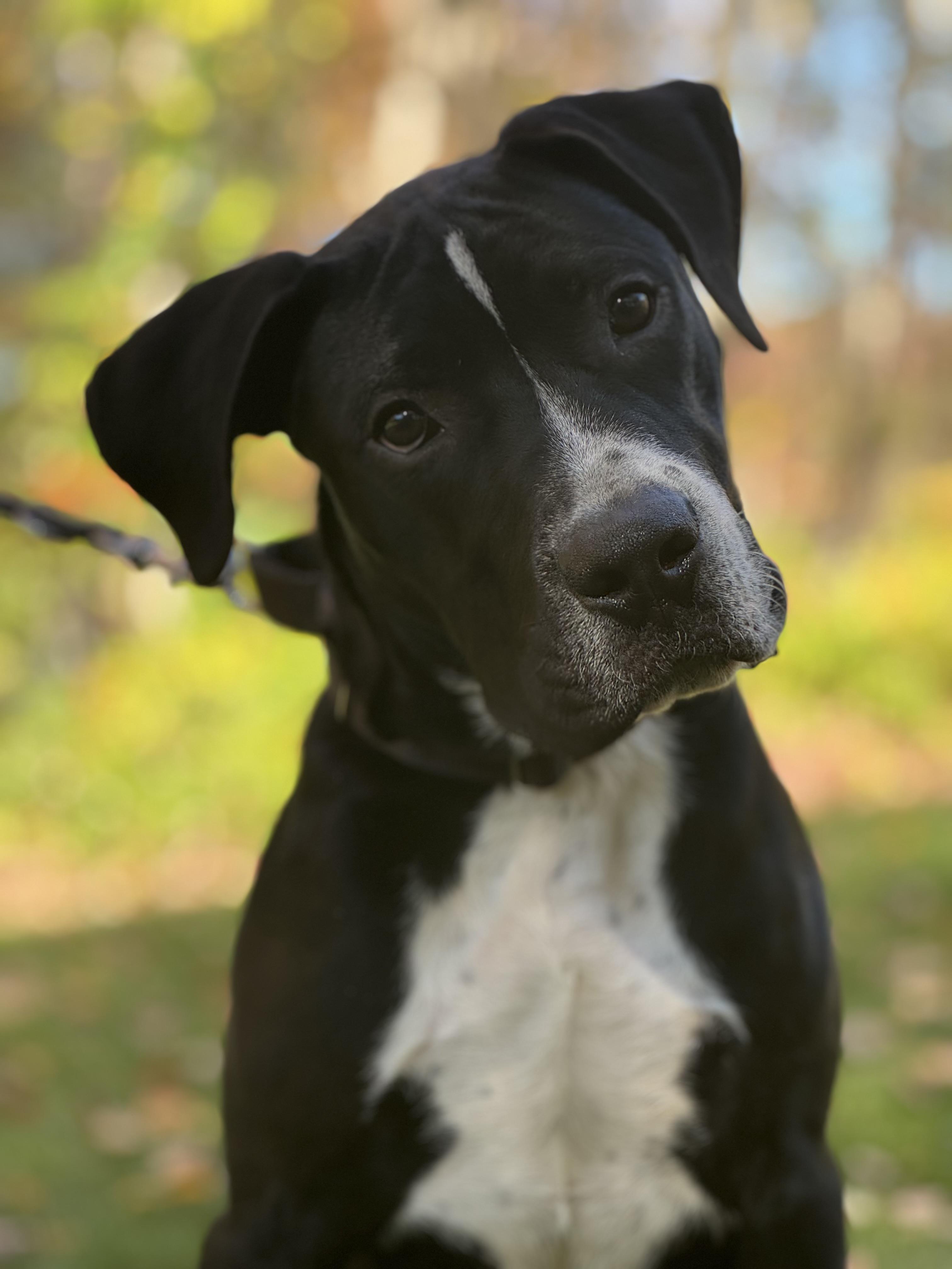Freddie, a Adoptable mixed breed in Nutting Lake, MA image 3/5