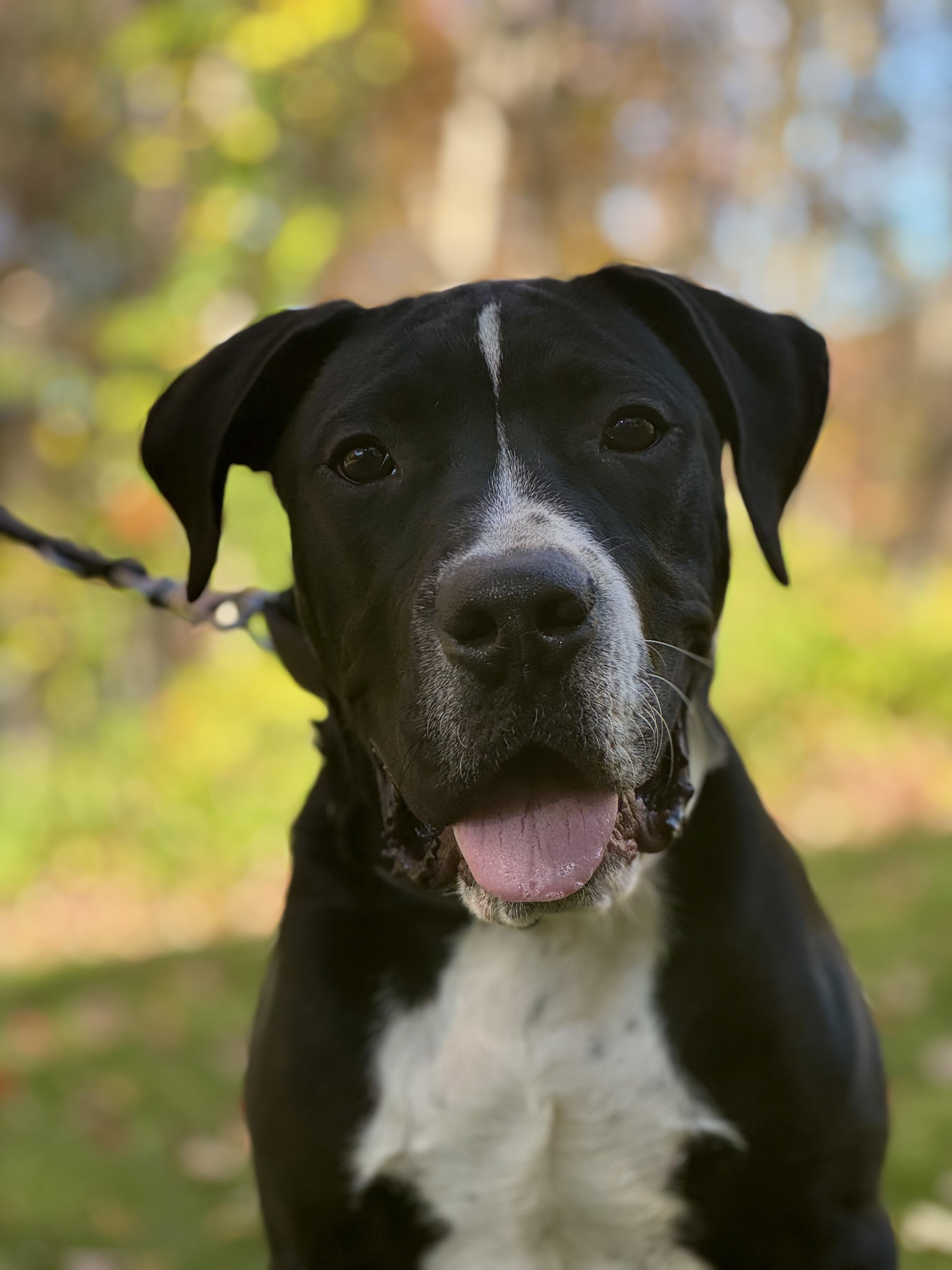 Freddie, a Adoptable mixed breed in Nutting Lake, MA image 4/5