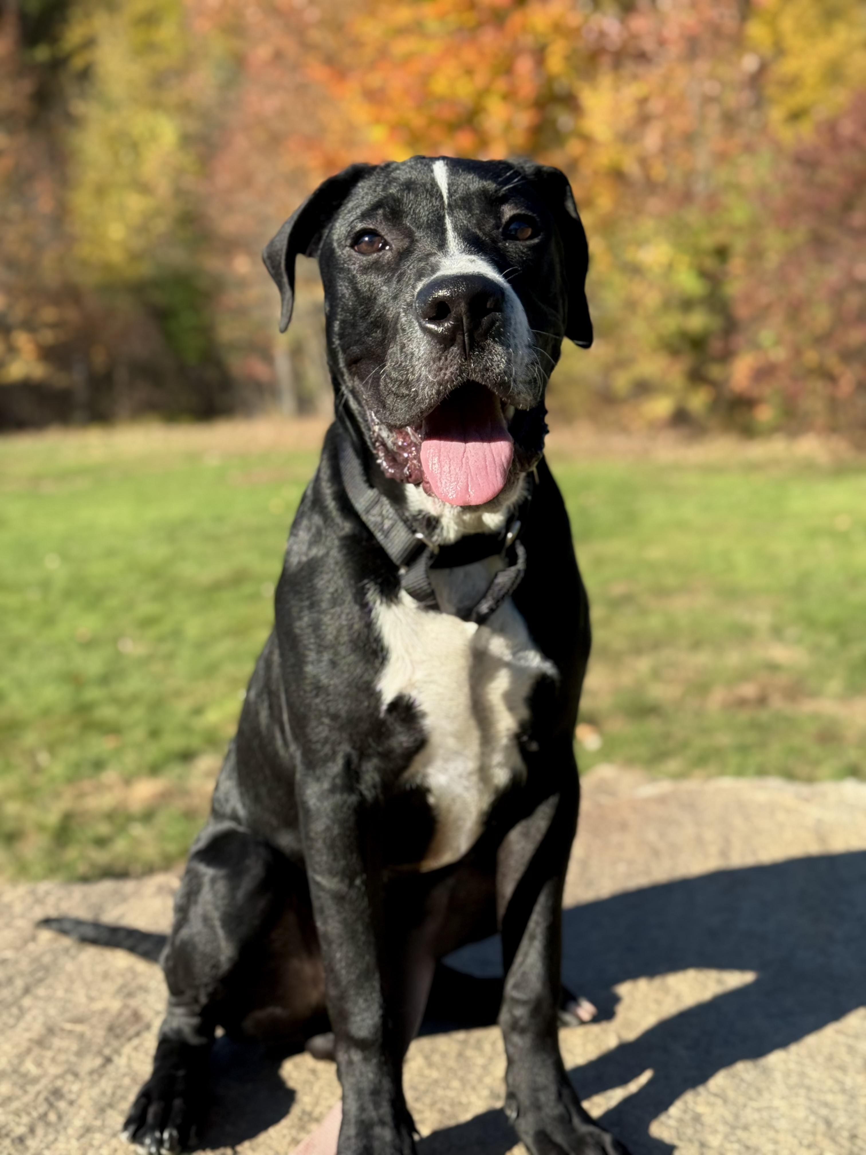Freddie, a Adoptable mixed breed in Nutting Lake, MA image 5/5