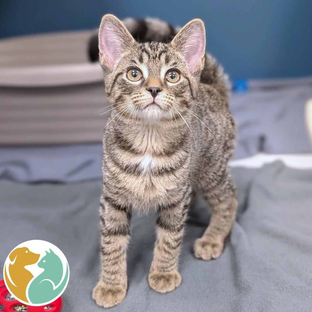 Arttikiss, Adoptable, Kitten Male Domestic Short Hair & Domestic Short Hair.