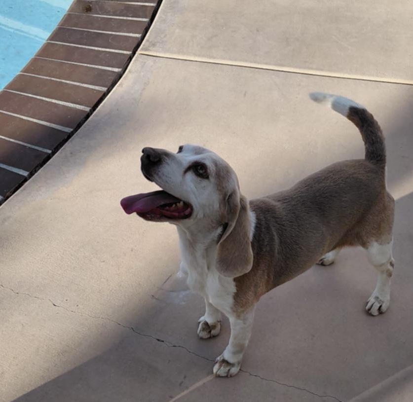 Marty, ADOPTABLE, Adult Male Beagle.