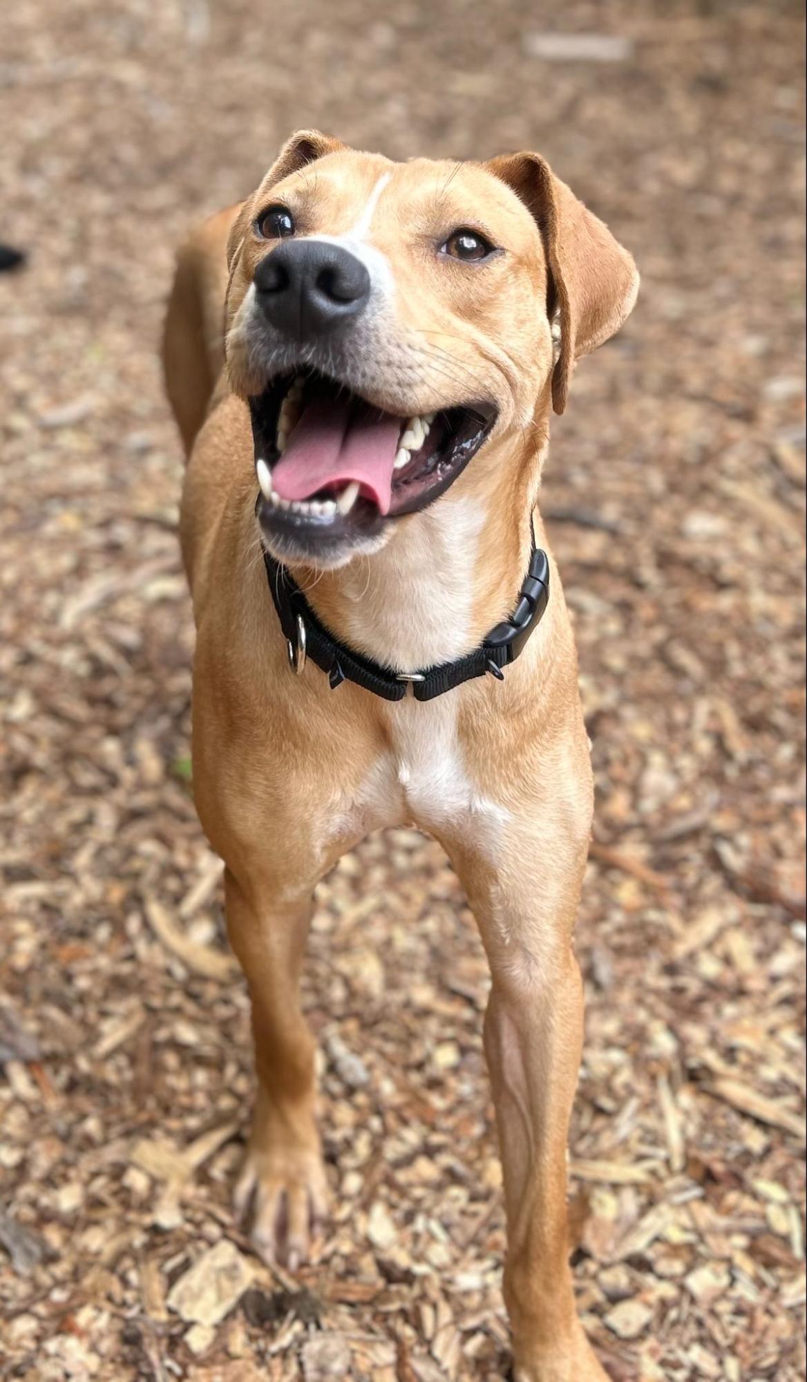 Oliver photo 3