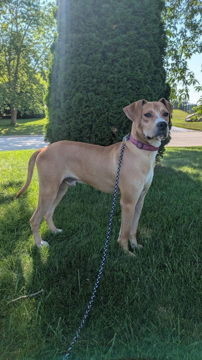 Oliver, Young Male Labrador Retriever