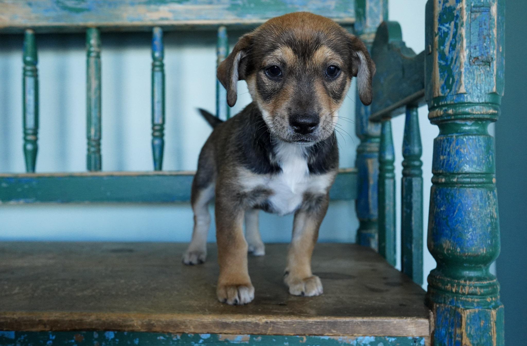 Enlarge Luisa, an adopted mixed breed in San Antonio, TX image 3/4