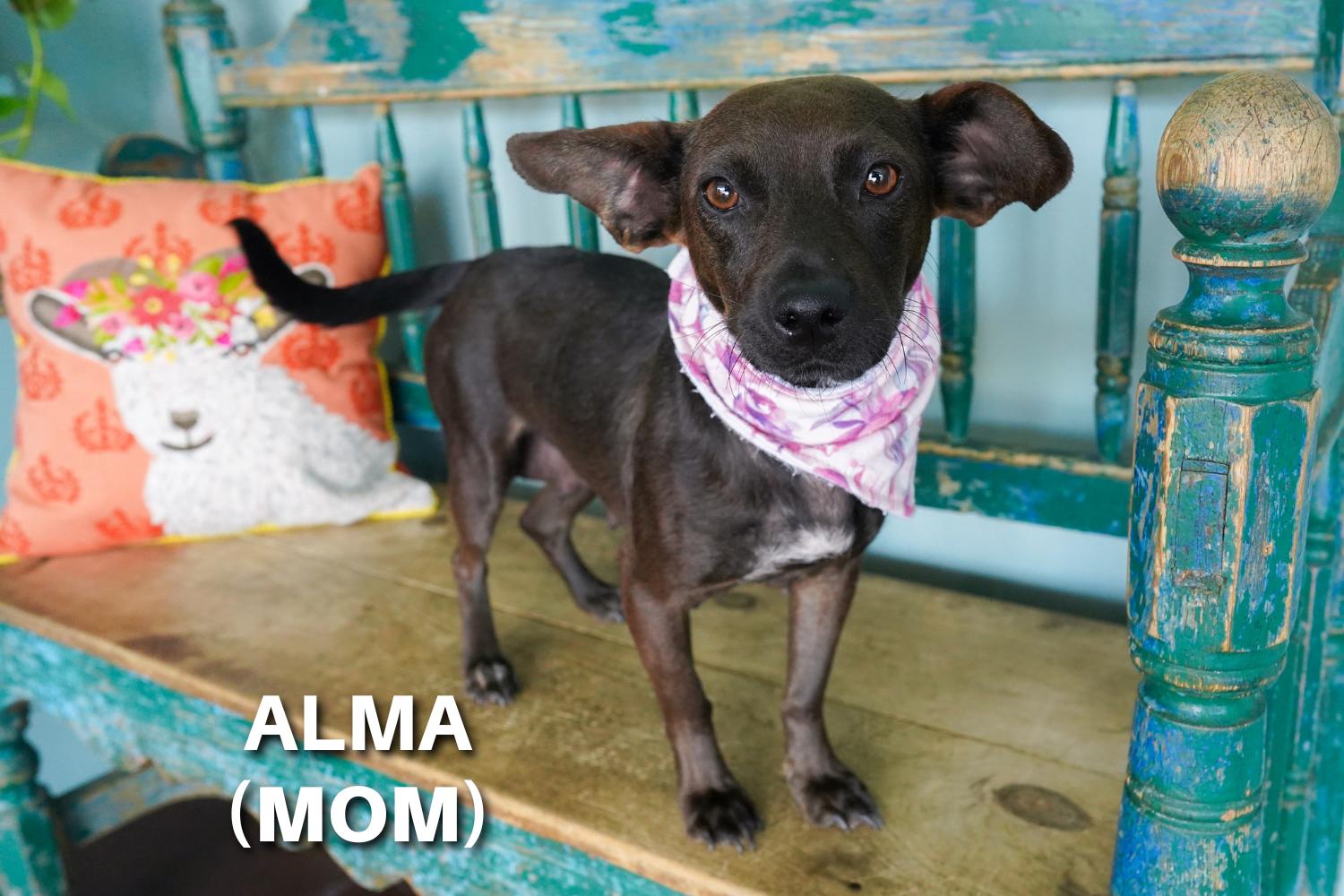 Enlarge Luisa, an adopted mixed breed in San Antonio, TX image 4/4