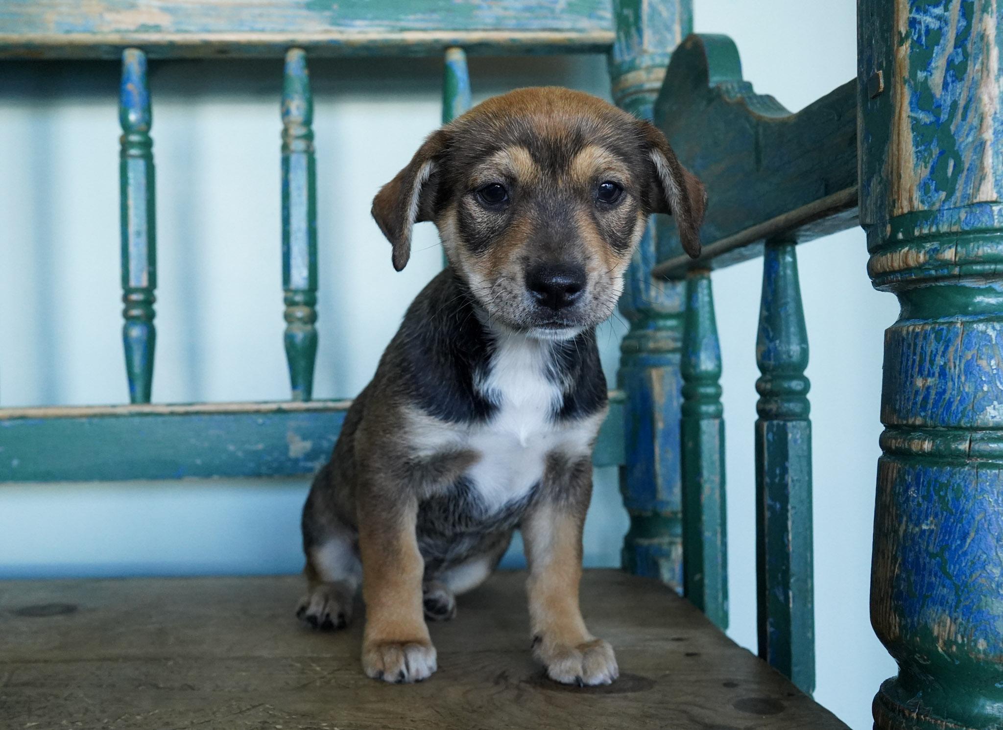 Luisa, adopted, Puppy Female Chihuahua & Australian Shepherd.