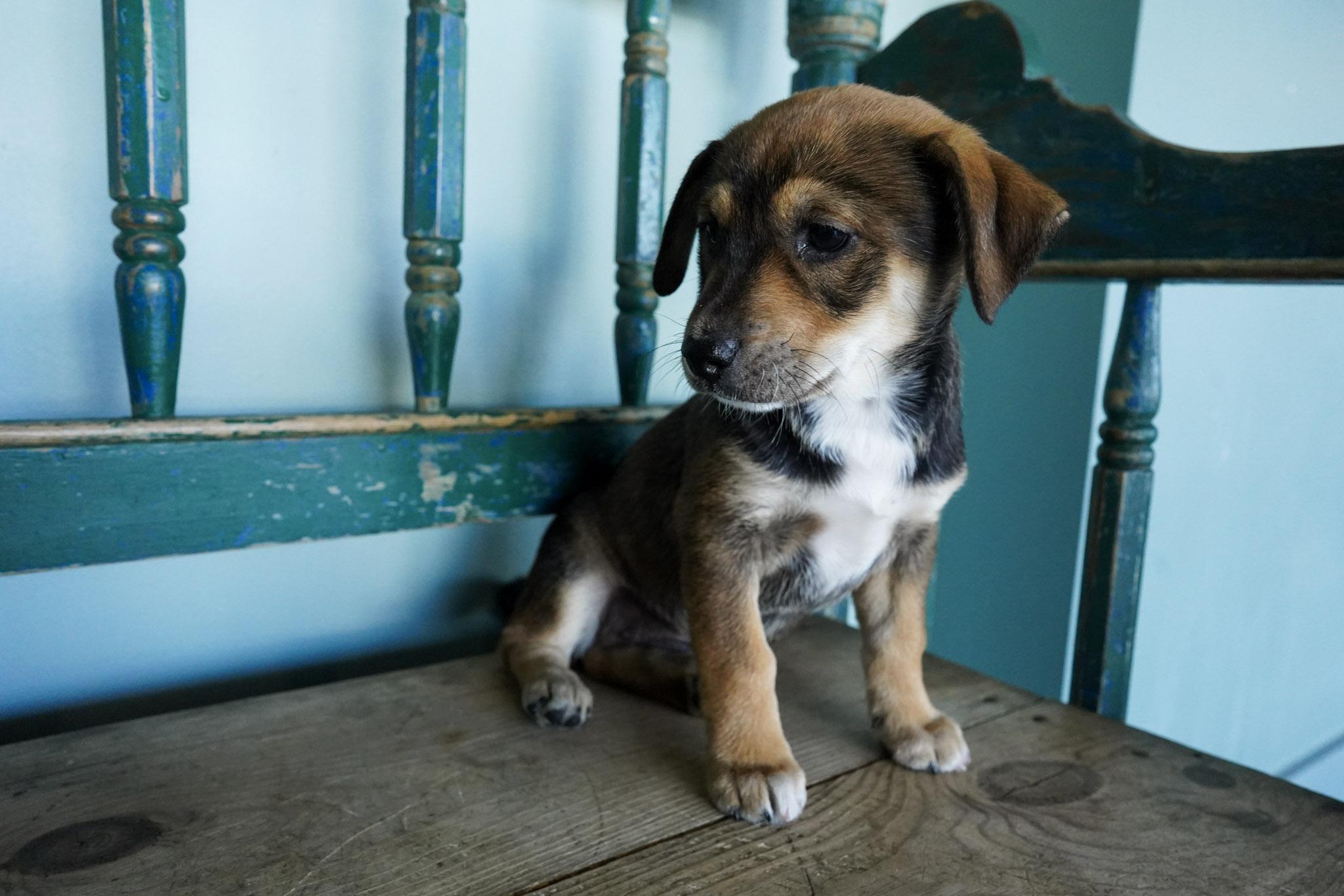 Enlarge Luisa, an adopted mixed breed in San Antonio, TX image 2/4