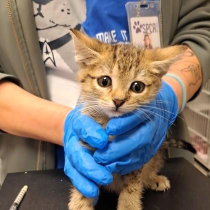 Buttercup, Adoptable, Kitten Female Domestic Short Hair & Domestic Short Hair.