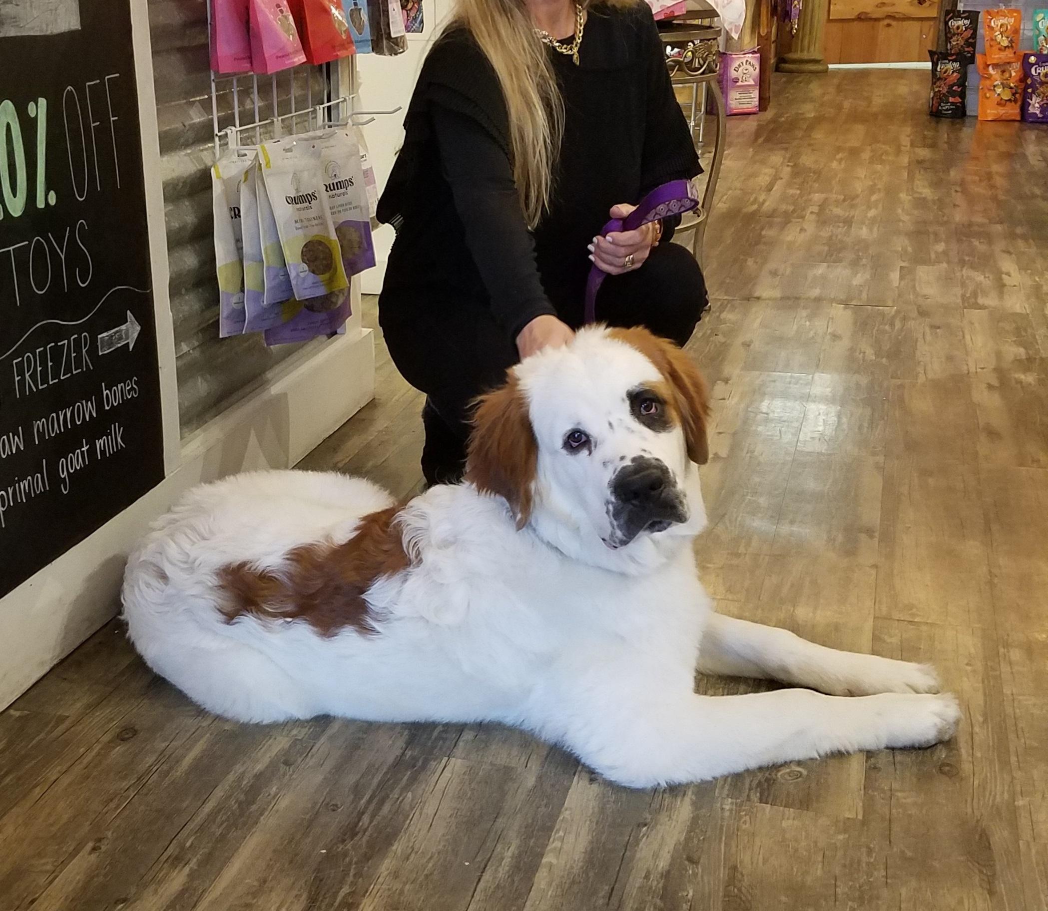 Enlarge Rokie, an adopted Saint Bernard in Wilmington, NC image 1/3