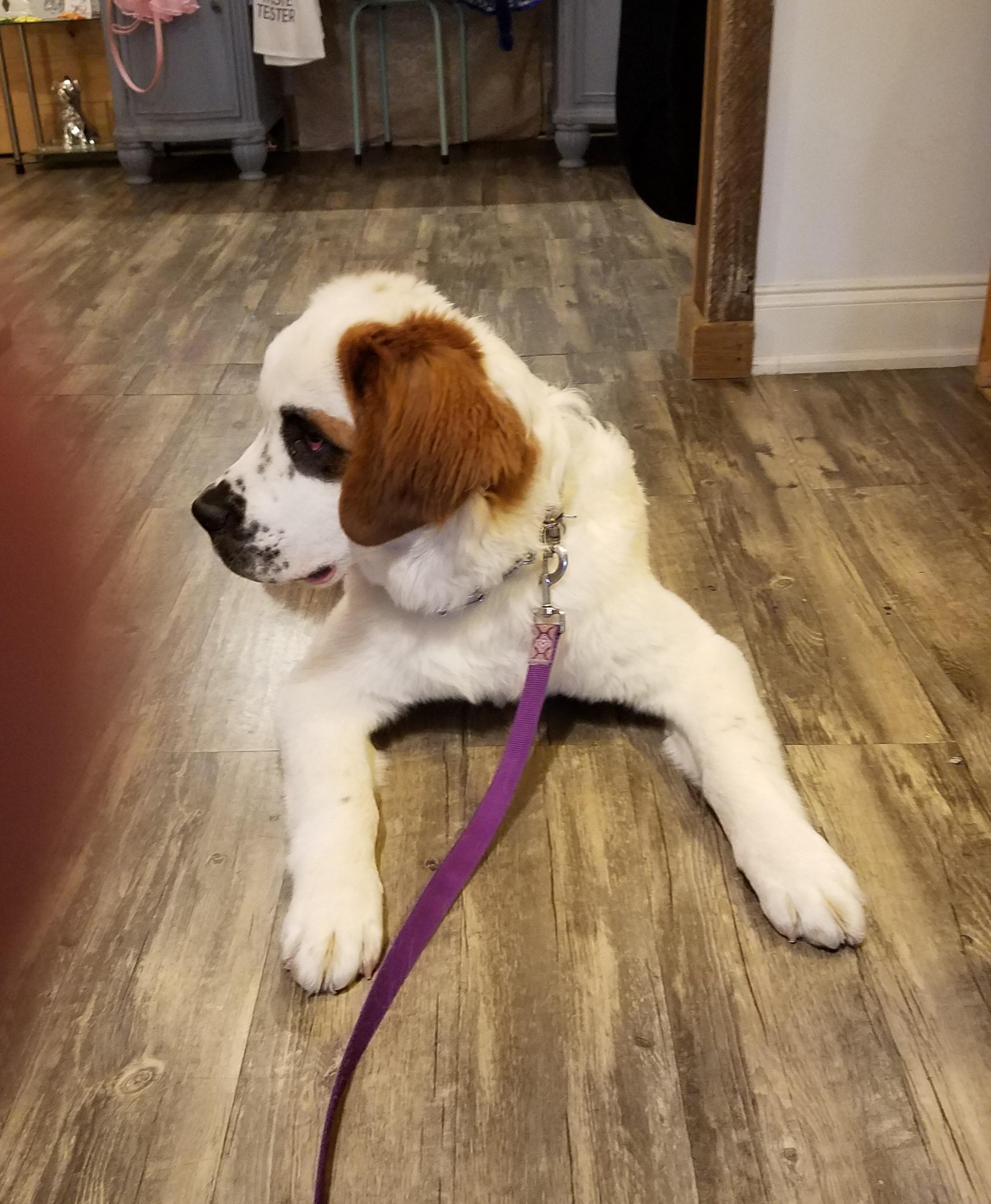 Enlarge Rokie, an adopted Saint Bernard in Wilmington, NC image 2/3