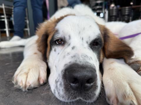 Enlarge Rokie, an adopted Saint Bernard in Wilmington, NC image 3/3