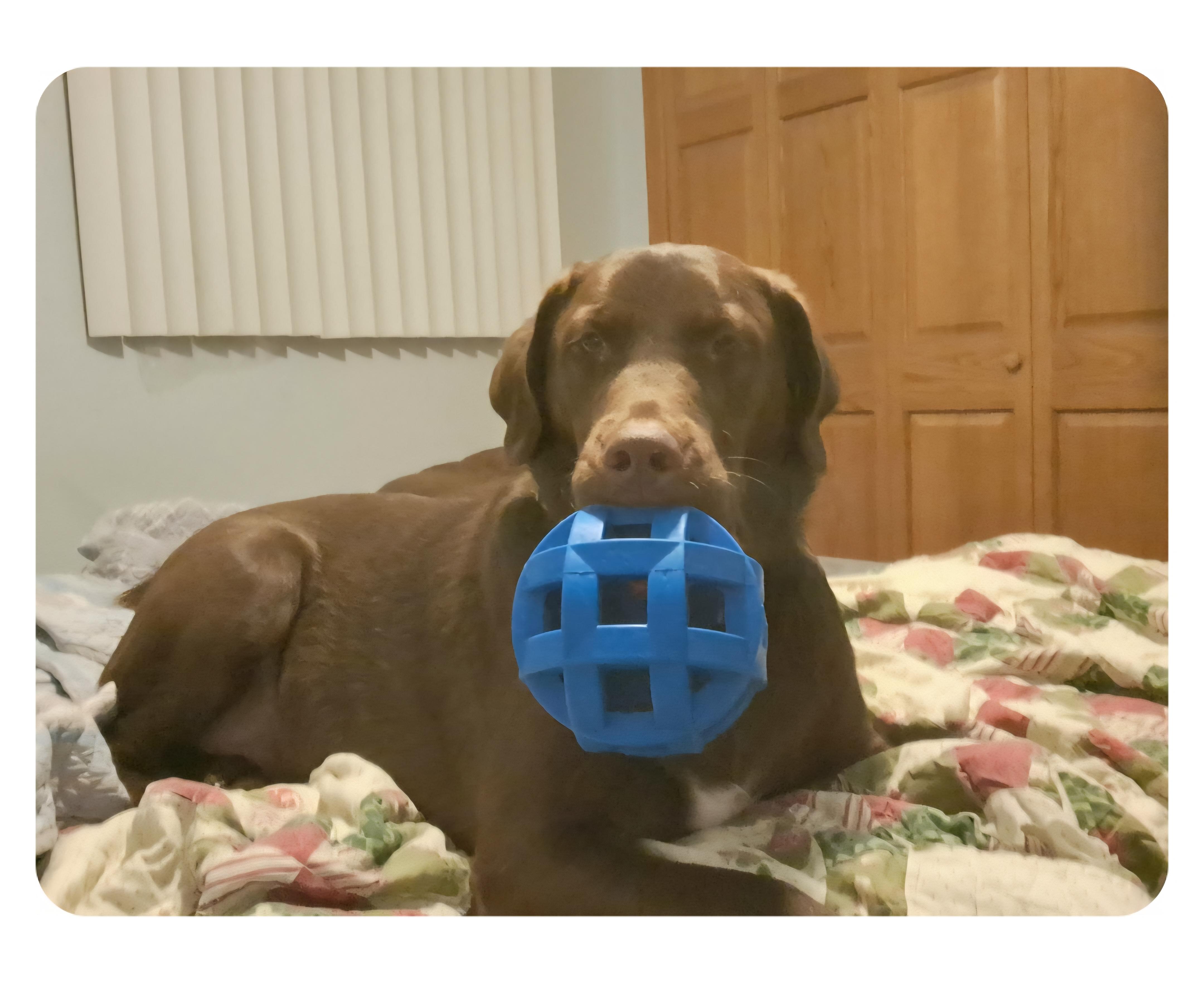 Bentley-**Courtesy post **, a ADOPTABLE mixed breed in Jamestown, ND image 1/2