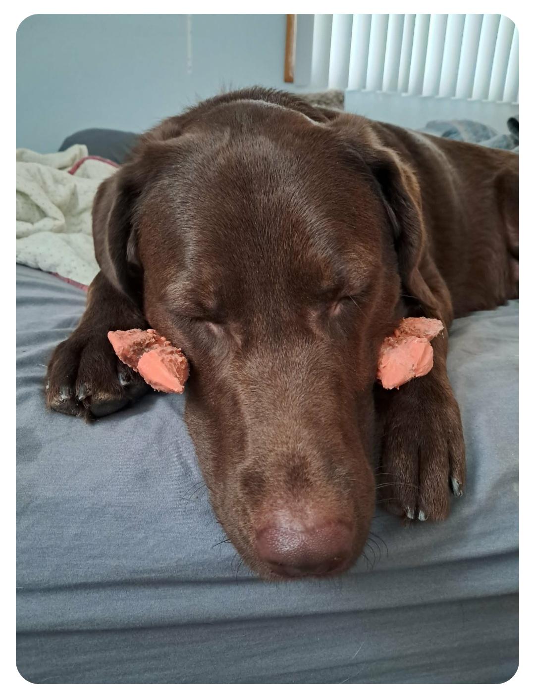 Bentley-**Courtesy post **, a ADOPTABLE mixed breed in Jamestown, ND image 2/2