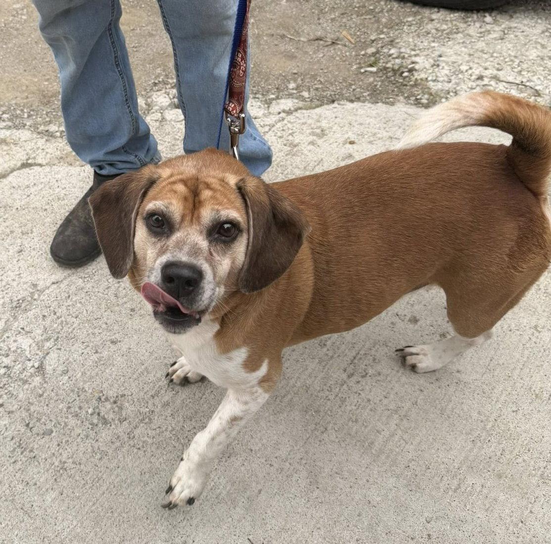 Enlarge Chomper, a Adoptable Beagle in Ashville, OH image 1/3
