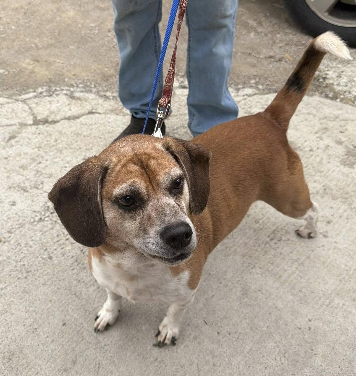 Chomper, Adoptable, Young Male Beagle.