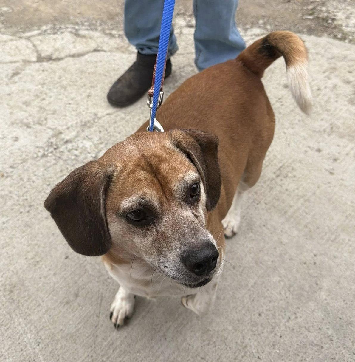 Enlarge Chomper, a Adoptable Beagle in Ashville, OH image 3/3