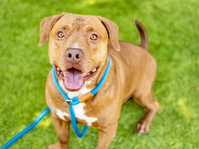 BRENT, Adoptable, Adult Male Pit Bull Terrier & Basset Hound.