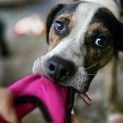 Nigel, Adoptable, Young Male Hound & Mixed Breed.