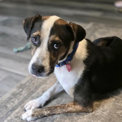 Enlarge Nigel, a Adoptable mixed breed in Elk Grove Village, IL image 2/3