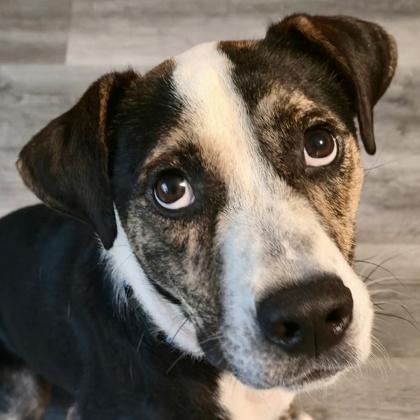 Enlarge Nigel, a Adoptable mixed breed in Elk Grove Village, IL image 3/3