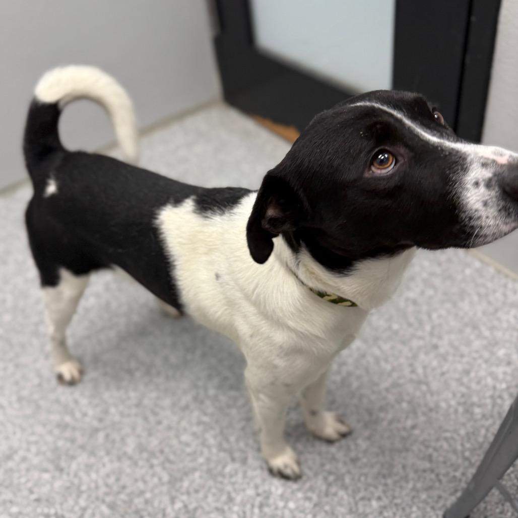 Enlarge Ronnie, a Adoptable mixed breed in Monticello, IA image 2/6