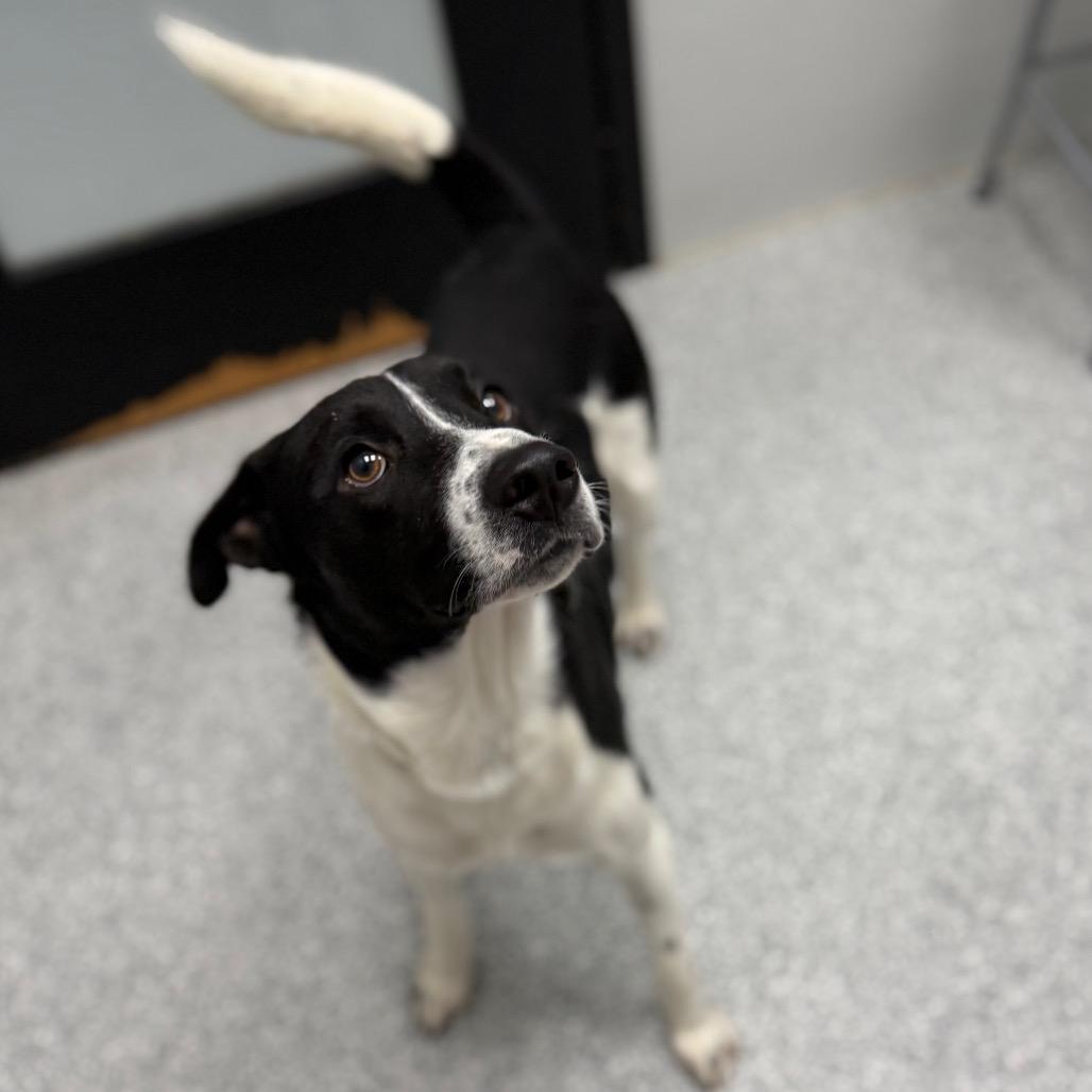 Enlarge Ronnie, a Adoptable mixed breed in Monticello, IA image 4/6