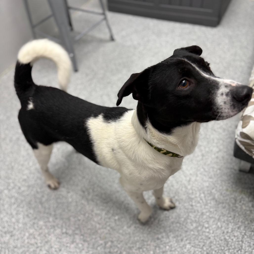 Enlarge Ronnie, a Adoptable mixed breed in Monticello, IA image 3/6