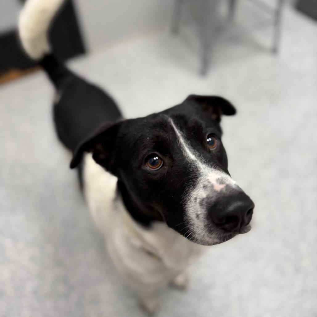Enlarge Ronnie, a Adoptable mixed breed in Monticello, IA image 6/6