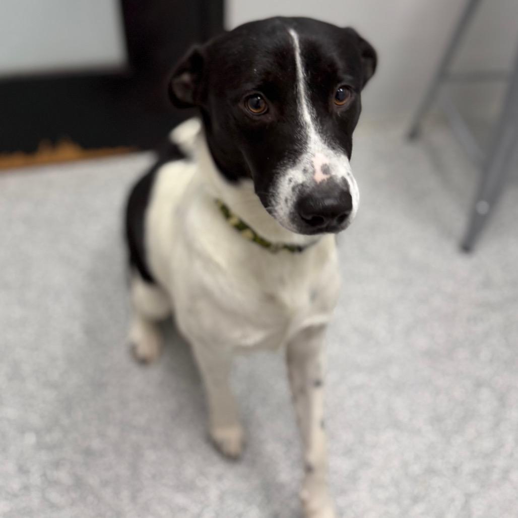 Enlarge Ronnie, a Adoptable mixed breed in Monticello, IA image 5/6