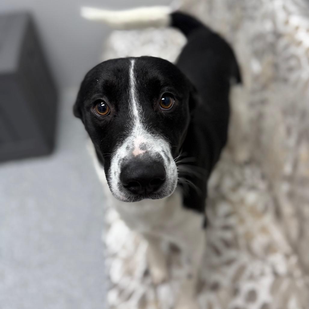 Enlarge Ronnie, a Adoptable mixed breed in Monticello, IA image 1/6