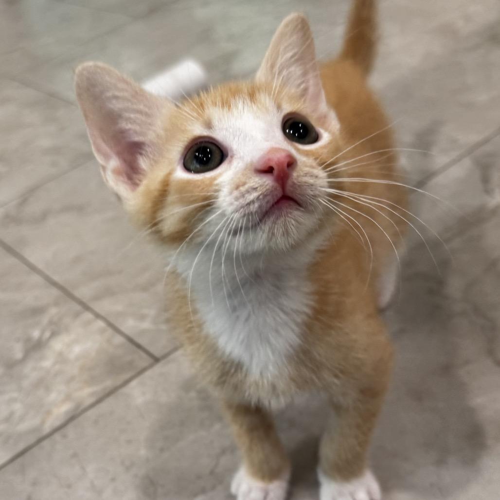 Siracha, a Adoptable Domestic Short Hair in Chapel Hill, NC image 2/2