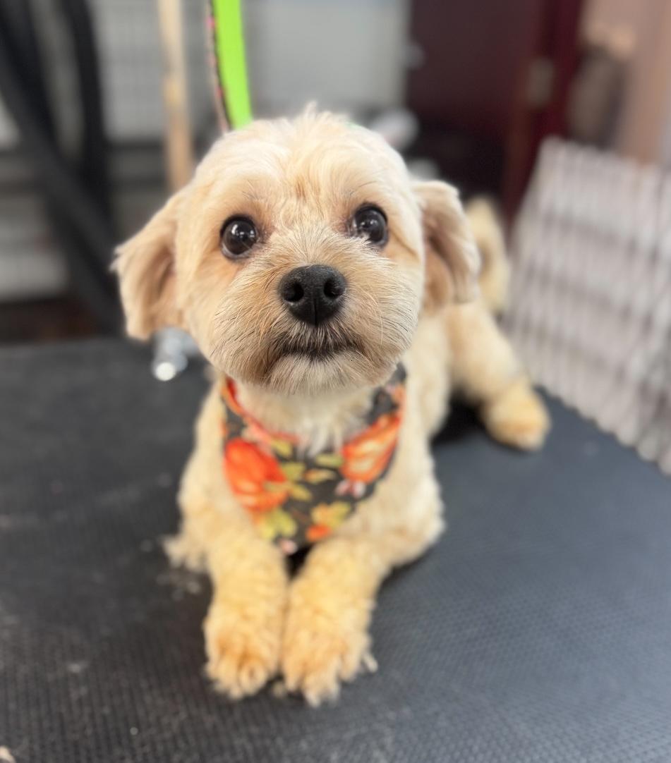 Baylee, adopted, Young Female Yorkshire Terrier.