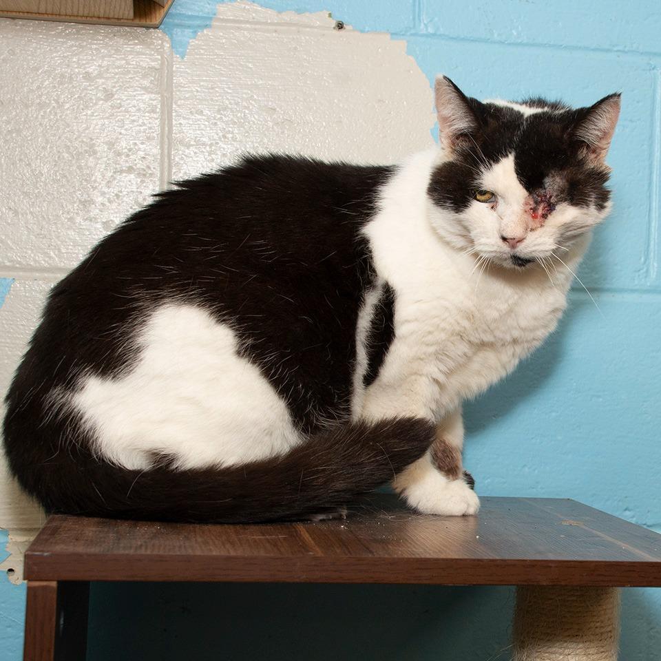 Wellsly, Adoptable, Senior Male Domestic Medium Hair.