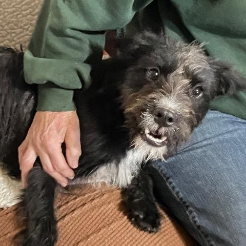 Enlarge Posey, a ADOPTABLE mixed breed in Chelmsford, MA image 3/5