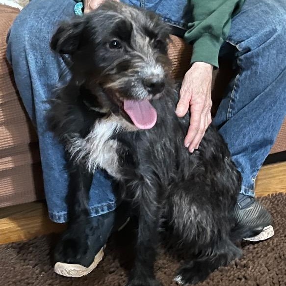 Enlarge Posey, a ADOPTABLE mixed breed in Chelmsford, MA image 2/5