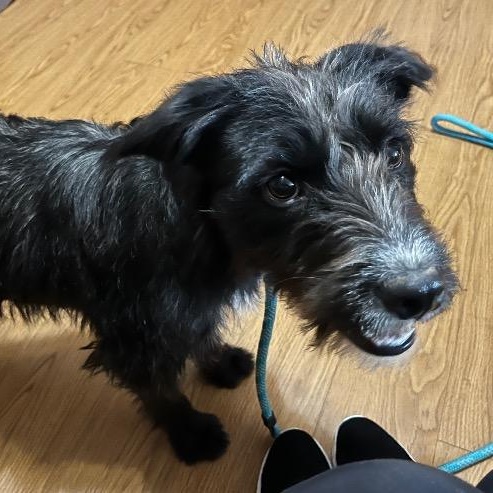 Posey, ADOPTABLE, Young Female Terrier.