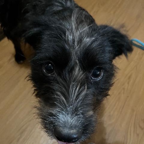 Enlarge Posey, a ADOPTABLE mixed breed in Chelmsford, MA image 4/5