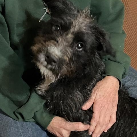 Enlarge Posey, a ADOPTABLE mixed breed in Chelmsford, MA image 5/5