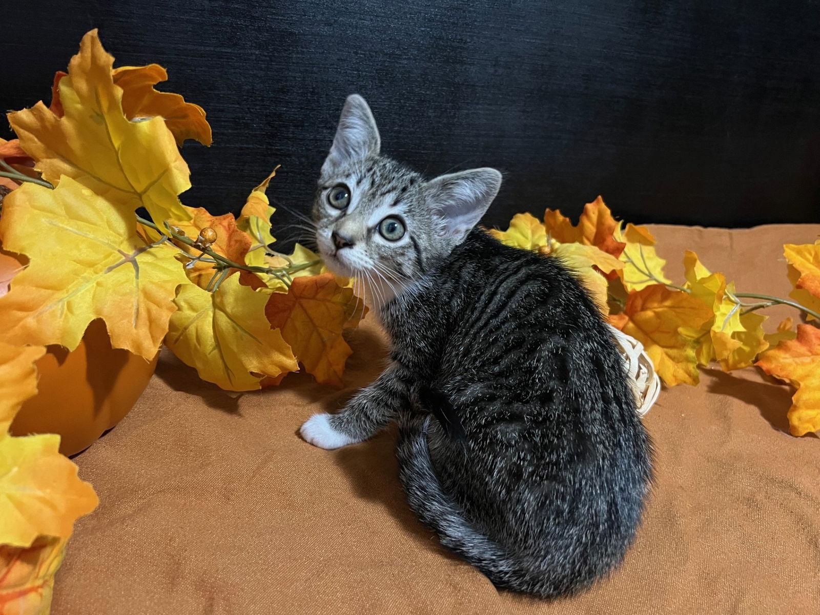 Lena, Adoptable, Kitten Female Tabby & Domestic Short Hair.