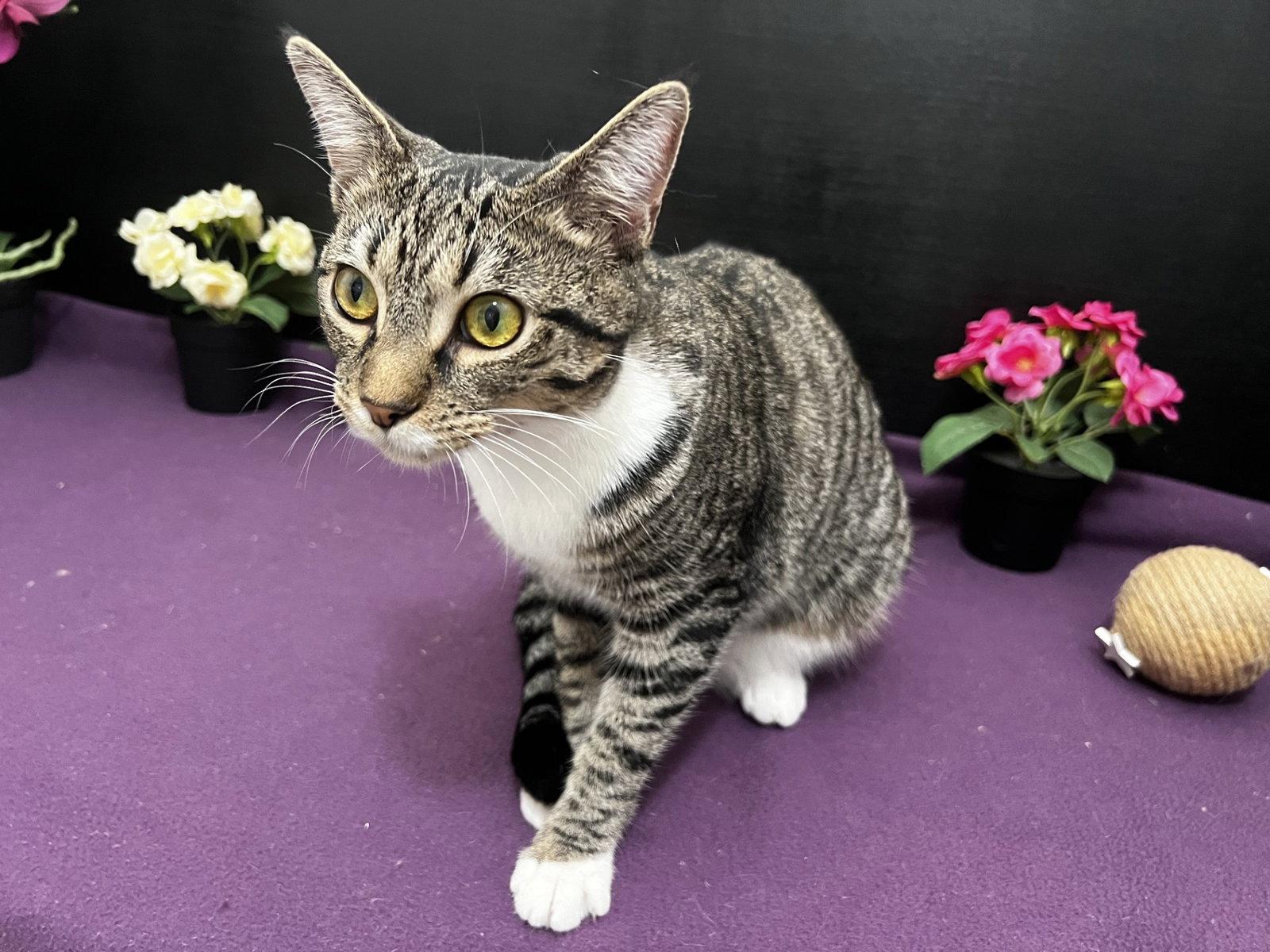Lena, Adoptable, Young Female Tabby & Domestic Short Hair.